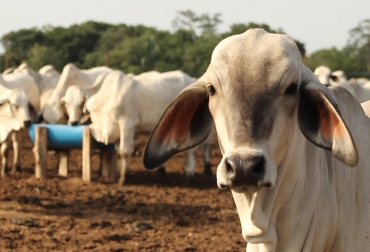 Se espera que el precio del ganado suba a partir de mayo cuando incremente la demanda mundial. Foto: actualidadganadera.com Ganadería, ganadería colombia, noticias ganaderas, noticias ganaderas colombia, CONtexto ganadero, precio del ganado, investing, andy hecht, precio del ganado a nivel mundial, precio de la soja, precio de la soja en el mercado internacional, comportamiento precio del ganado