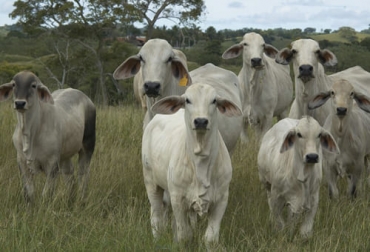 Para los expertos consultados, a medida que las exportaciones continúen aumentando, el negocio ganadero mejorará por una mayor demanda de bovinos. Foto: Fedegán-FNG Precios internos del ganado Colombia, Precio ganado carne exportación, precio ganado exportación, exportación rusia, exportación carne Rusia, exportaciones de ganado en pie Colombia, exportaciones de carne colombia, precio ganado, Venta de ganado, Exportación de ganado en pie y carne en 2020 certificadas por ICA e Invima, Exportaciones de carne bovina de Colombia en 2020, precio dólar Colombia, exportaciones de carne bovina, ganaderos, ganaderos colombia, ganado, bovinos, ganado bovino, Ganadería, ganadería