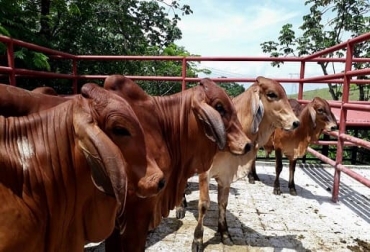 El productor asegura que el buen momento de precios es inminente, razón por la que se deben hacer campañas de retención de vientres. Foto: Omaira Guisao Ganadería, ganadería colombia, noticias ganaderas, noticias ganaderas colombia, CONtexto ganadero, Puerto Berrio, precios de ganado en puerto berrio, precios históricos de ganado en puerto berrio, precios ganado levante en puerto berrio, precios hembra en puerto berrio, exportaciones, afectaciones de las exportaciones, retención de vientres, producción de cría