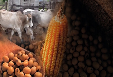 En Brasil no se hace ganadería de ceba sin estar vinculada a la agricultura -distinto a lo que se hace en Colombia-. Por tanto, uno de los elementos de la modernización de la ceba tiene que ver con este complemento alimenticio. Foto: Cortesía - Captura de pantalla del video https://www.youtube.com/watch?v=TSTlgHzpKIo del canal de youtube Carlos Andrés Vélez Maíz, soya, Agricultura por Contrato, SOYA MAÍZ: Proyecto País, rueda de negocios febrero 24 Monteria, ganadería, noticias ganaderas, CONtexto ganadero