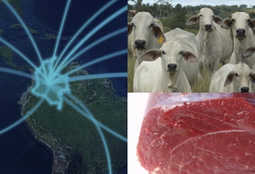 De acuerdo con el secretario técnico del FEP, las condiciones están dadas para que Colombia se convierta en un importante exportador de animales en pie y carne procesada. Foto: colombiaexportaservicios.co - freepik.es - Fedegán
