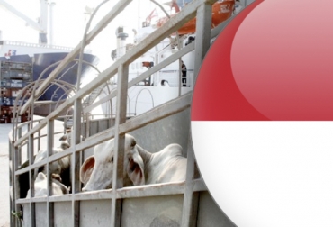 Una vez se apruebe el protocolo, los exportadores pueden colocar 20 000 animales en Yakarta. Foto: eluniversal.com.co - freepngclipart.com Exportaciones ganado en pie Colombia 2021, Admisibilidad carne bovina Colombia Indonesia, Admisibilidad carne Colombia, fedegan, FEP, admisibilidad ganado en pie, carne de Colombia a indonesia, ganado en pie de Colombia a indonesia, exportaciones de ganado de Colombia a indonesia, comercio internacional de ganado, precio del ganado en el exterior, precio del ganado Colombia, precio del ganado interno, ganaderos, ganaderos colombia, ganado, vacas, vacas Colombia, bovinos, ganado bovino, Ganadería, ganadería