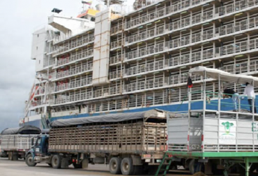 “Las exportaciones de ganado reflejan la confianza en el ganado cebú de origen colombiano”, manifestó Miguel Dulcey. Foto: eluniversal.com.co Barco con 19.000 bovinos zarpa hoy para Irak, exportaciones al Oriente Medio, confianza internacional, creciente demanda, producto colombiano, ganado cebú, razas cebuinas, machos de preceba, novillos de media ceba, animales jóvenes, criados en pastoreo, levante natural y limpio, control sanitario, OIE, noticias de ganadería colombiana, CONtexto ganadero.