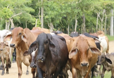 "El índice de precio al productor del ganado cebado (2 3⁄4, 3 años y toros) completó cuatro meses en ascenso continuo": Omar Castillo Núñez. Foto: larazon.co