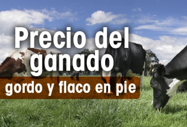 Así se comportó el precio del ganado en las diversas subastas del país. Foto: CONtexto ganadero. Precio ganado en pie 2021, precio de ganado en pie feria de medellín, precio de ganado en pie en córdoba, precio de ganado en pie en córdoba, precio de ganado flaco, precio de hembra flaca, macho de levante, hembra de levante, precio del ganado, precio del ganado en colombia, ganado colombia, precio ganado gordo, precio ganado flaco, precio hembras, precio bovinos, precio bovinos colombia, subastas, subastas colombia, subastanet, feria de ganados de medellín, precio del ganado en medellín, Ganadería,