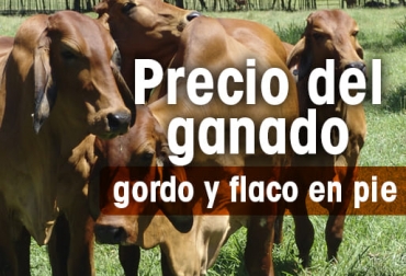 Así se comportó el precio del ganado en las diversas subastas del país. Foto: CONtexto ganadero. Precio ganado en pie 2021, precio de ganado en pie feria de medellín, precio de ganado en pie en córdoba, precio de ganado en pie en córdoba, precio de ganado flaco, precio de hembra flaca, macho de levante, hembra de levante, precio del ganado, precio del ganado en colombia, ganado colombia, precio ganado gordo, precio ganado flaco, precio hembras, precio bovinos, precio bovinos colombia, subastas, subastas colombia, subastanet, feria de ganados de medellín, precio del ganado en medellín, Ganadería,