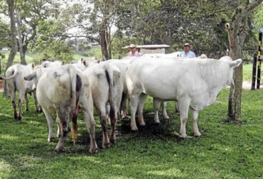 El precio del novillo gordo ha tenido un aumento en las últimas semanas en las tres macroregiones: Caribe, Magdalena medio y Llanos orientales. Foto: m.vanguardia.com Precio del novillo gordo en Colombia 2021, precio del ganado gordo en 2021, precios ganado Colombia, precio del ganado, escasez de ganados, precios de vacas, comprar ganado, comprar vacas, Exportaciones de ganado, comportamiento precio del ganado, exportaciones ganado en pie ganado, exportaciones ganado en pie Colombia, ganaderos, ganaderos colombia, ganado, vacas, vacas Colombia, bovinos, ganado bovino, Ganadería, ganadería colombia, noticias ganaderas, noticias ganaderas colombia, CONtexto ganadero, conte