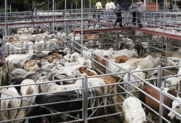 Para el analista económico Óscar Cubillos, el declive de más de 2 % en el sacrificio de ganado bovino en enero se debió a las cuarentenas que se impusieron por el segundo pico de la pandemia. Foto: m.vanguardia.com sacrificio 2021, Cifras sacrificio ganado bovino enero 2021, Sacrificio de ganado 2021, sacrificio bovino 2021, sacrificio enero 2021, cifras sacrificio, sacrificio legal de bovinos, sacrificio formal, sacrificio colombia, sacrificio bovino Colombia, encuesta sacrificio ganado 2021, Cifras sacrificio bovino Colombia 2021, sacrificio bovino Colombia 2021, ganaderos, ganaderos colombia, ganado, bovinos, ganado bovino, Ganadería, ganadería colombia, noticias ganaderas, noticias ganaderas colombia, CONtexto gan