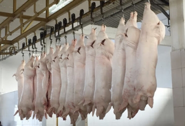 En 2020 se fanearon más de 5 millones de cabezas de porcinos, una cifra histórica para este sector. Foto: aacporcinos.com.ar Sacrificio otras especies 2020, Sacrificio de ganado 2020, sacrificio bovino 2020, sacrificio otras especies diciembre 2020, cifras sacrificio, sacrificio legal de bovinos, sacrificio formal, sacrificio colombia, sacrificio bovino Colombia, encuesta sacrificio ganado 2020, sacrificio porcino, sacrificio caprino, sacrificio ovino, sacrificio, beneficio animal, sacrificio cerdos, sacrificio ovejas, sacrificio cabras, ganado bovino, Ganadería, ganadería colombia, ganaderos colombia, noticias ganaderas, noticia