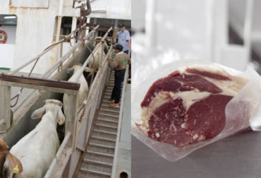 En solo dos meses, la exportación de ganados y carne representó ingresos a Colombia por más de 60 millones de dólares. Foto: eluniversal.com.co - carnicoslatam.com exportaciones de carne 2021, exportaciones carne, exportaciones carne Colombia 2021, Exportación carne 2021, exportaciones carne febrero 2021, exportación de bovinos Colombia, exportación carne bovina, carne vacuna, economía internacional, comercio internacional, total exportaciones carne Colombia, ganaderos, ganaderos colombia, ganado, vacas, vacas Colombia, bovinos, Ganadería, ganadería colombia, noticias ganaderas, noticias ganaderas colombia, CONtexto ganadero, contextoganadero