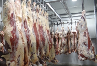 El total de cabezas de ganado bovino se ha mantenido gracias al notable rendimiento de las exportaciones de carne en canal. Foto: diarioveterinario.com sacrificio 2021, Cifras sacrificio ganado bovino febrero 2021, Sacrificio de ganado 2021, sacrificio bovino 2021, sacrificio febrero 2021, cifras sacrificio, sacrificio legal de bovinos, sacrificio formal, sacrificio colombia, sacrificio bovino Colombia, encuesta sacrificio ganado 2021, Cifras sacrificio bovino Colombia 2021, sacrificio bovino Colombia 2021, ganaderos, ganaderos colombia, ganado, vacas, vacas Colombia, bovinos, ganado bovino, Ganadería, ganadería colombia, noticias ganaderas, noticias ganad