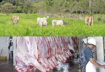 Los empresarios procedentes de Indonesia visitaron ganaderías y frigoríficos en nuestro país para conocer de primera mano la cadena cárnica colombiana. Foto: ExtraNoticia - blog.nativu.com Visita Indonesia Colombia 2021, Exportaciones ganado en pie Colombia 2021, Admisibilidad carne bovina Colombia Indonesia, Admisibilidad carne Colombia, fedegan, FEP, admisibilidad ganado en pie, Indonesia carne 2021, Colombia exportaciones carne, comercio internacional de ganado, precio del ganado en el exterior, precio del ganado Colombia, ganaderos, ganaderos colombia, ganado, vacas, vacas Colombia, bovinos, Ganadería, ganadería colombia, noticias ganaderas, noticias ganaderas colombia, CONtexto ganadero,