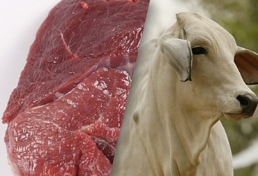 De mantenerse el ritmo del primer trimestre, las exportaciones de carne y ganado en 2021 podrían alcanzar los 400 millones de dólares. Foto: CONtexto ganadero exportaciones de carne 2021, exportaciones carne primer trimestre 2021, exportaciones carne, exportaciones carne Colombia 2021, Exportación carne 2021, exportaciones carne marzo 2021, exportación de bovinos Colombia, exportación carne bovina, carne vacuna, economía internacional, comercio internacional, total exportaciones carne Colombia, ganaderos, ganaderos colombia, ganado, vacas, vacas Colombia, bovinos, Ganadería, ganadería colombia, noticias ganaderas, noticias ganaderas colombia, CONtexto ganadero, c