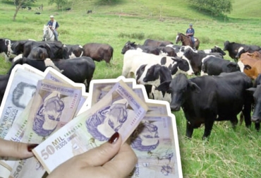 La falta de garantías es un problema para que muchos ganaderos puedan acceder al crédito de fomento, según revela un estudio. Foto: eluniversal.com.co - elcolombiano.com Crédito, fomento, Fundación Natura, Climate Advisers, Finagro, intermediarios, bancos, cadena cárnica, cadena láctea, Banco Agrario, Bancolombia, tenencia de la tierra, libre inversión, garantías, FAG, financiación, deforestación, proveedores, empresas, lavado de activos, productividad, ganadería, ganadería Colombia, noticias ganaderas Colombia, contexto ganadero