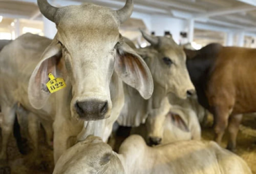 “Sabemos que Venezuela ha vendido 50.000 machos bovinos a los mercados de Egipto, Irak y Líbano en este mes de mayo”, Miguel Dulcey. Foto: lapatilla.com Compradores de ganado del Oriente Medio se van para Venezuela a comprar 25 % más barato, compradores de Egipto e Irak, compradores del Líbano, menor precio en Venezuela, Colombia deja de vender ganado, precios más competitivos, sin protocolo con Jordania, demanda de Jordania, admisibilidad con Turquía e Indonesia, tendencia de precios, recuperación de inventarios, recuperación de pasturas, el mercado pone la pauta, saldrá barco para Egipto, noticias de ganadería colombiana, CONtexto ganadero.