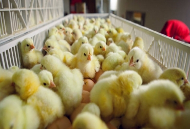 0 millones de aves que están en peligro de muerte en las próximas 48 horas. Foto: Fenavi. Ganadería, ganadería colombia, noticias ganaderas, noticias ganaderas colombia, CONtexto ganadero, Fenavi, fenavi colombia, gonzalo moreno fenavi, protestas colombia, protesta social colombia, riesgo aves fenavi, riesgo pollos fenavi