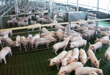 Los bloqueos de vías y el paro han hecho que la producción diaria de la porcicultura se reduzca más del 50 % con el consecuente aumento en los precios de la carne. Foto: supercampo.perfil.com porkcolombia, Fenavi, Carne de cerdo, pollo, huevo, desabastecimiento, paro, bloqueos, Producción, consumo, precios, granjas, movilización, comercialización, pérdidas, sobrecostos, inventario, desnutrición, alimento balanceado, Seguridad Alimentaria, Ganadería, ganadería colombia, noticias ganaderas colombia, CONtexto ganadero