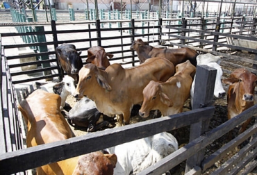 En el primer trimestre de 2021, en Colombia se enviaron a matadero más de 850 000 cabezas, un crecimiento de 2,4 % frente al mismo periodo de 2020. Foto: laopinion.com.co sacrificio 2021, sacrificio bovino 2021, sacrificio primer trimestre 2021, sacrificio ganado Colombia primer trimestre 2021, Cifras sacrificio ganado bovino 2021, Sacrificio de ganado 2021, cifras sacrificio, sacrificio legal de bovinos, sacrificio formal, sacrificio colombia, sacrificio bovino Colombia, encuesta sacrificio ganado 2021, Cifras sacrificio bovino Colombia 2021, ganaderos, ganaderos colombia, ganado, vacas, vacas Colombia, bovinos, Ganadería, ganadería colombia, noticias ganaderas, noticias ga
