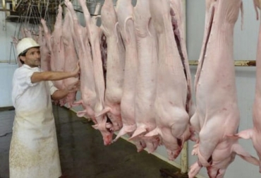 El único sacrificio que aumentó en el primer trimestre de 2021, además del bovino, fue el del ganado porcino, que creció 5,1 %. Foto: agriculturayganaderia.com Sacrificio otras especies 2021, sacrificio otras especies marzo 2021, cifras sacrificio, sacrificio formal, sacrificio colombia, sacrificio bovino Colombia, encuesta sacrificio ganado 2021, sacrificio porcino, sacrificio caprino, sacrificio ovino, sacrificio, beneficio animal, sacrificio cerdos, sacrificio ovejas, sacrificio cabras, ganaderos, ganaderos colombia, ganado, vacas, vacas Colombia, bovinos, ganado bovino, Ganadería, ganadería colombia, noticias ganaderas, noticias ganaderas colombia, CONtexto ga
