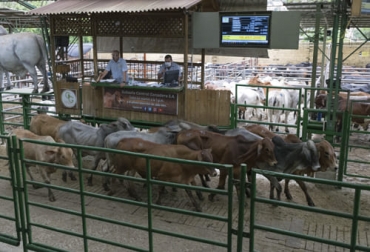La semipresencialidad es un nuevo modelo que se impone para las subastas ganaderas luego de la pandemia y como forma de reactivación de la actividad. Foto: Cortesía central ganadera, subastas, feria de Medellín, precios del ganado, virtualidad, semipresencial, videos, animales, Guías de Movilización, nueva realidad, alternativa, Báscula, alzada, software, conectividad, bioseguridad, clientes, exportaciones, abastecimiento, Ganadería, ganadería colombia, noticias ganaderas colombia, CONtexto ganadero