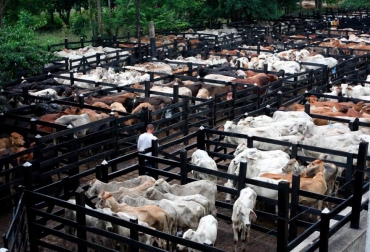Los pequeños productores son los más afectados con la suspensión de este tipo de actividades comerciales. Foto: El Universal. Ganadería, ganadería colombia, noticias ganaderas, noticias ganaderas colombia, CONtexto ganadero, Asosubastas, asosubastas de colombia, subastas de colombia, paro nacional, paro colombia, efectos paro colombia, perdidas paro colombia