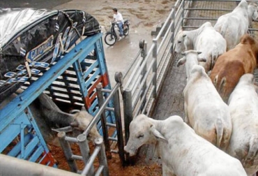 Friogán ha podido continuar con el faneado de ganado pero está trabajando a media marcha por falta de camiones para llevar animales en pie a las plantas, especialmente la de Villavicencio. Foto: diariolaeconomia.com Paro Nacional 2021, paro Friogán, bloqueos vías Friogán, Friogán, Frigoríficos Ganaderos de Colombia, camiones para transportar ganado, pérdidas Friogán paro nacional 2021, paro nacional mayo 2021, paro Colombia 2021, pérdidas paro, ganaderos, ganaderos colombia, ganado, vacas, vacas Colombia, bovinos, ganado bovino, Ganadería, ganadería colombia, noticias ganaderas, noticias ganaderas colombia, CONtexto ganadero, contextoganadero