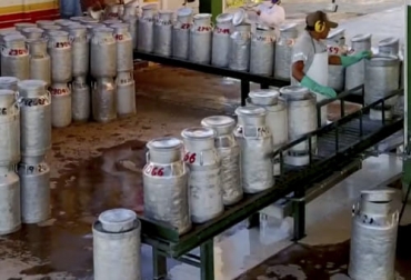 La recolección de leche se redujo más de 6 % en comparación con abril del año pasado, y casi 4 % con respecto a marzo de 2021. Foto: Captura de pantalla del video www.youtube.com/watch?v=2Jh2mXQPpbo del canal de youtube Info Gloria acopio formal leche 2021, leche Colombia, compra leche, Acopio leche primer cuatrimestre 2021 Colombia, acopio abril 2021, acopio formal 1er cuatrimestre 2021, producción leche, Acopio formal leche Colombia 2021, Acopio formal leche, recolección de leche en Colombia, producción leche Colombia 2021, acopio leche 1er cuatrimestre 2021, ganadería bovina, ganaderos colombia, ganado, vacas, vacas Colombia, bovinos, Ganadería, ganadería colombia, noticias ganaderas, noticias ganaderas colombia, CONtexto ganadero,