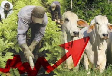 Gracias a los buenos precios internacionales, entre otros factores, el sector agropecuario tendrá una importante recuperación en 2021, según las proyecciones de Bancolombia. Foto: redagricola.com - agronegocios.uniandes.edu.co Bancolombia, PIB, economía, crecimiento, sector agropecuario, Pandemia, paro, bloqueos, precios internacionales, Alimentos, materias primas, cuarentena, Café, cultivos transitorios, hortalizas, caña panelera, actividad productiva, carne bovina, sacrificio, silvicultura, construcción, flores, exportación, arroz maíz, huevos, pollo, Ganadería, ganadería colombia, noticias ganaderas colombia, CONtexto ganadero