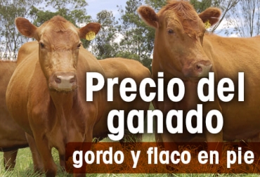 Así se comportó el precio del ganado en las diferentes subastas del país. Foto: CONtexto ganadero. Precio ganado en pie 2021, precio de ganado en pie feria de medellín, precio de ganado en pie en córdoba, precio de ganado en pie en córdoba, precio de ganado flaco, precio de hembra flaca, macho de levante, hembra de levante, precio del ganado, precio del ganado en colombia, ganado colombia, precio ganado gordo, precio ganado flaco, precio hembras, precio bovinos, precio bovinos colombia, subastas, subastas colombia, subastanet, feria de ganados de medellín, precio del ganado en medellín, Ganadería, ganade
