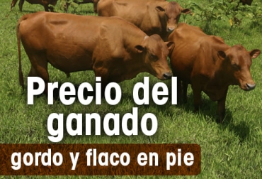Así se comportó el precio del ganado en las diferentes subastas del país. Foto: CONtexto ganadero. Precio ganado en pie 2021, precio de ganado en pie feria de medellín, precio de ganado en pie en córdoba, precio de ganado en pie en córdoba, precio de ganado flaco, precio de hembra flaca, macho de levante, hembra de levante, precio del ganado, precio del ganado en colombia, ganado colombia, precio ganado gordo, precio ganado flaco, precio hembras, precio bovinos, precio bovinos colombia, subastas, subastas colombia, subastanet, feria de ganados de medellín, precio del ganado en medellín, Ganadería, ganade
