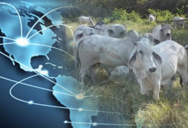 Colombia tiene que seguir mirando el mercado internacional para la exportación de carne y ganado en pie ya que la demanda va a seguir aumentando. Foto: dircomfidencial.com - agriculturayganaderia.com exportaciones, mercados, carne, ganado en pie, precios, admisibilidad sanitaria, demanda, Producción, nichos de mercado, FEP, foro carnico, Sugaberrio, Asosimmental, comercialización, precios del ganado, precios de la carne, estados unidos, Brasil, unión europea, China, India, cadena productiva, alimentos orgánicos, inocuidad, agrocombustibles, Cambio climático, Ganadería, ganadería colombia, noticias ganaderas colombia, CONtexto ganadero