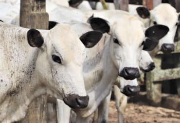 Con el fin de continuar con el fortalecimiento y promoción del ganado BON, Agrosavia El Nus realiza una subasta virtual de 20 lotes de estos animales. Foto: Agrosavia.co Centro de Investigación, el NUS, Agrosavia, subasta virtual, raza criolla, Blanco Orejinegro, bon, vacas paridas, preñadas, novillas de vientre, crías, hembras de levante, toros, toretes, empresas ganaderas, promoción, fomento, uso, reproducción, mejoramiento genético, pastoreo, partos, formulario virtual, Ganadería, ganadería colombia, noticias ganaderas colombia, CONtexto ganadero