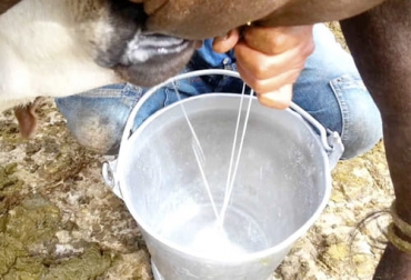 Foto: elheraldo.co Ganadería, ganadería colombia, noticias ganaderas, noticias ganaderas colombia, CONtexto ganadero, Opca, precio de la leche, precio de la leche en córdoba, precio de la leche en sucre, precio de la leche en colombia, leche acopiada en colombia, cantidad de leche acopiada en colombia