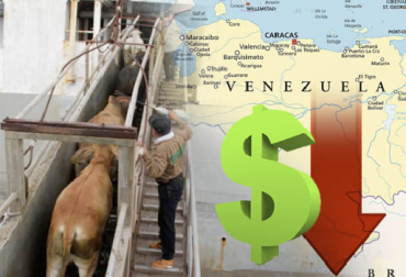 “Venezuela no ha logrado oficializar los respectivos protocolos sanitarios con Jordania o si no habríamos completado 3 meses sin ventas al exterior”, Miguel Dulcey. Foto: eluniversal.com.co - proyectomapamundi.com - pngegg.com - pixabay.com Exportaciones de ganado completan 3 meses afectadas por el menor precio en Venezuela, tercera parte del promedio, compradores compran a Venezuela, menor precio en Venezuela, factor de mercado, elemento meso económico, junio y julio sin ventas, exportación a Jordania, Venezuela sin protocolo sanitario, cambio de mercado, aumento del precio del dólar, precios competitivos, noticias de ganadería colombiana, CONtexto ganadero.