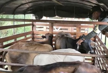 El ingreso de animales desde Venezuela pone en grave riesgo el estatus sanitario de la ganadería colombiana. Foto: Cúcuta Online Ganadería, ganadería colombia, noticias ganaderas, noticias ganaderas colombia, CONtexto ganadero, Contrabando, contrabando norte de santander, ganado de contrabando desde Venezuela, aftosa, aftosa venezuela, aftosa colombia, brote de aftosa en Colombia, Miguel Ángel Lacouture, columna Miguel Ángel Lacouture
