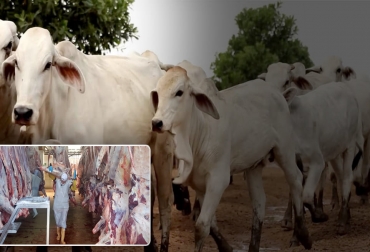 A pesar de las dificultades presentadas por el paro en los meses de mayo y junio, el beneficio de ganado bovino y bufalino creció en el segundo trimestre así como en todo el primer semestre de 2021. Foto: periodicodelmeta.com - utadeo.edu.co sacrificio 2021, sacrificio bovino 2021, sacrificio primer semestre 2021, sacrificio ganado Colombia primer semestre 2021, Cifras sacrificio ganado bovino 2021, Sacrificio de ganado 2021, cifras sacrificio, sacrificio legal de bovinos, sacrificio colombia, sacrificio bovino Colombia, encuesta sacrificio ganado 2021, ganado bovino, ganadería bovina, carne, leche, ganaderos, ganaderos colombia, ganado, vacas, vacas Colombia, bovinos, Ganadería, ganadería colombia, noticias ganaderas, noticias ganaderas colomb