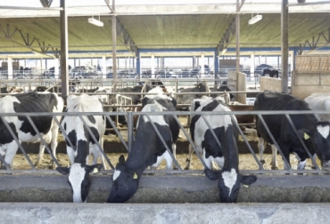 El ingeniero agrónomo Antonio Callejo Ramos manifestó que llos problemas en materia de reproducción y bienestar en vacas lecheras afectan su rendimiento. Foto: vacunodeelite.es Problema de la leche en Colombia, los problemas del sector lechero, el problema de la leche, lecheros Colombia, problemas en el sector lácteo, problemas actuales de la lechería, falta de bienestar animal, alojamiento inadecuado, ganado bovino, ganadería bovina, carne, leche, ganaderos, ganaderos colombia, ganado, vacas, vacas Colombia, bovinos, Ganadería, ganadería colombia, noticias ganaderas, noticias ganaderas colombia, CONtexto ganadero, contextoganadero