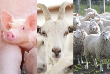 El degüello de ganado porcino sigue en aumento en lo corrido de 2021, mientras que el de caprinos y ovinos sigue en declive desde 2020. Foto: actualidadporcina.com - gob.mx - grupolovet.com Sacrificio otras especies 2021, sacrificio otras especies junio 2021, cifras sacrificio, sacrificio formal, sacrificio colombia, sacrificio bovino Colombia, encuesta sacrificio ganado 2021, sacrificio porcino, sacrificio caprino, sacrificio ovino, sacrificio cerdos, sacrificio ovejas, sacrificio cabras, ganado bovino, ganadería bovina, carne, leche, ganaderos, ganaderos colombia, ganado, vacas, vacas Colombia, bovinos, Ganadería, ganadería colombia, noticias ganaderas, noticias ganaderas colombia, CONtexto