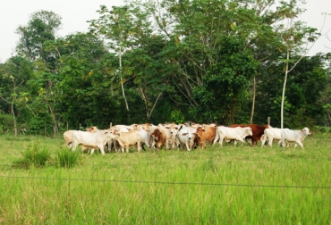 La producción agropecuaria del país sigue siendo uno de los grandes jalonadores de la economía. Foto: cric-colombia.org Ganadería, ganadería colombia, noticias ganaderas, noticias ganaderas colombia, CONtexto ganadero, PIB, pib colombia, pib primer semestre 2021 colombia, crecimiento pib en colombia, crecimiento del agro en colombia, cuando crecio el agro en colombia