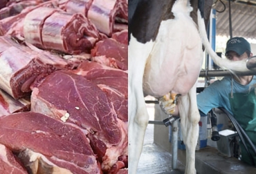 A pesar de las dificultades presentadas por la pandemia y luego por los bloqueos, los ganaderos han salido adelante y la producción de carne y leche creció en 2021. Foto: eltribuno.com - gob.mx PIB ganadería 2021, PIB ganadero 2021, PIB sector ganadero primer semestre 2021, economía Colombia primer semestre 2021, PIB ganadería primer semestre 2021, buena dinámica sector ganadero primer semestre 2021, ganado bovino, ganadería bovina, carne, leche, ganaderos, ganaderos colombia, ganado, vacas, vacas Colombia, bovinos, Ganadería, ganadería colombia, noticias ganaderas, noticias ganaderas colombia, CONtexto ganadero, contextoganadero