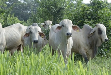 De acuerdo con el Observatorio, en agosto el número de cabezas comercializadas en subastas virtuales de primera calidad fue 36 244. Foto: agronet.gov.co Precio ganado hoy 2021, precio del ganado hoy colombia, precio ganado en pie colombia 2021, precio de ganado en pie feria de medellín, precio de ganado en pie en córdoba, precio de ganado flaco, precio de hembra flaca, macho de levante, hembra de levante, precio del ganado, precio del ganado en colombia, ganado colombia, precio ganado gordo, precio ganado flaco, precio hembras, precio bovinos, precio bovinos colombia, subastas, subastas colombia, Subastanet, feria de gana
