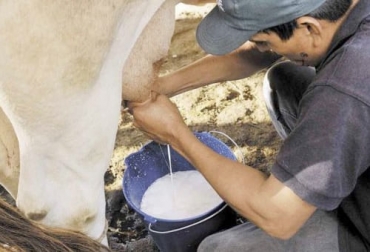 Foto: agriculturayganaderia.com Ganadería, ganadería colombia, noticias ganaderas, noticias ganaderas colombia, CONtexto ganadero, Opca, precio de la leche, precio de la leche en córdoba, precio de la leche en sucre, precio de la leche en colombia, leche acopiada en colombia, cantidad de leche acopiada en colombia