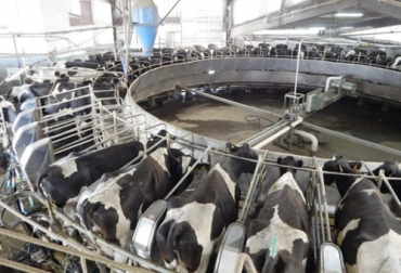 Distribuir los centros de costos de acuerdo con las diferentes etapas del proceso productivo es una buena práctica empresarial y de administración del negocio ganadero. Foto: elabcrural.com Centro de costos, unidad de negocio, información, beneficios, empresa, cedait, universidad de antioquia, procesos, actividades, Producción, responsabilidades, objetivos, recursos específicos gastos, control, toma de decisiones, administración, análisis, Competitividad, utilidad, ventas, proceso productivo, materias primas, transformación, ganadería de leche, reproducción, ordeño, sanidad, suplementación, terneraje, levante, novillaje, vacas en producción, vacas secas, Ganadería, ganadería colombia, noticias