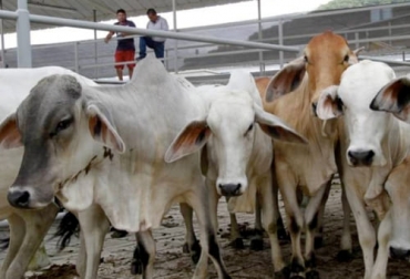 El registro de sacrificio de bovinos ha subido en 2021 gracias a la dinámica exportadora, logrando superar las 27 000 canales mensuales. Foto: vanguardia.com sacrificio 2021, sacrificio bovino 2021, sacrificio julio 2021, sacrificio ganado Colombia julio 2021, Cifras sacrificio ganado bovino 2021, Sacrificio de ganado 2021, cifras sacrificio, sacrificio legal de bovinos, sacrificio colombia, sacrificio bovino Colombia, encuesta sacrificio ganado 2021, ganado bovino, ganadería bovina, carne, leche, ganaderos, ganaderos colombia, ganado, vacas, vacas Colombia, bovinos, Ganadería, ganadería colombia, noticias ganaderas, noticias ganaderas colombia, CONtexto ganader