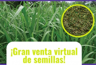 Una nueva venta virtual de semillas realizarán Almagán y Sáenz Fety para que los ganaderos aprovechen los descuentos y siembren los pastos que más se adecúen a sus condiciones. Foto: almagan.co Almagán, Sáenz Fety, semillas, venta virtual, IDEAM, Precipitaciones, Siembra, pastos, Forrajes, alimento, temporada seca, descuento, precios, catálogo, whatsapp, asesoría, Buenas Prácticas, brachiarias, híbrido Sabiá, DECUMBENS, Brizantha Maraundu, piatá, Xaraes, Toledo, HUMIDICOLA, Dictyoneura, llanero, Panicum, Megathyrsus, Mombaza, maíz, capacitaciones, charlas virtuales, Brasil, soya, precios de la carne, fletes, Ganadería, ganadería colombia, noticias ganaderas colombia, CONtexto ganadero
