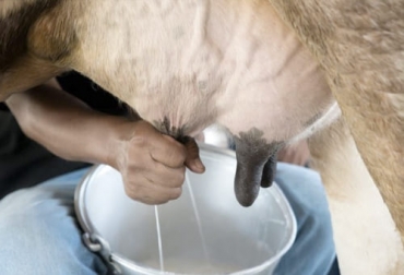 Según Asosimmental el freno en las importaciones de leche ha llevado a un aumento en el precio interno del alimento. Foto: pulzo.com Simmental, simbrah, cruces, Asosimmental, escasez, leche, tasa de cambio, precios, carne, novillo, ceba, cría, importaciones, Alpina, cantina caliente, tanques fríos, insumos, concentrado, Costa Norte, Sabana, Verano, Producción, exportaciones, Agroexpo, vacas, Genética, reproductores, biotecnología reproductiva, criadores, cebadores, Ganadería, ganadería colombia, noticias ganaderas colombia, CONtexto ganadero