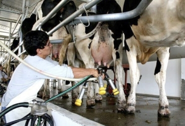 Aunque la producción mundial de leche sigue creciendo ahora lo hace de forma más lenta, entre otras razones, por la disminución de los hatos. Foto: mitreyelcampo.cienradios.com producción de leche, OCLA, desaceleración, Australia, Europa, estados unidos, Nueva Zelanda, argentina, tendencia al alza, Brasil, demanda, lácteos, Reapertura, restaurantes, turismo, crisis económica, exportaciones, Pandemia, procesadores, ordeño, bajos márgenes, precios de la carne, productores, sacrificio, importaciones, leche entera en polvo, Leche en polvo descremada, leche UAT, suero en polvo, quesos, Ganadería, ganadería colombia, noticias ganaderas colombia, CONtexto ganadero