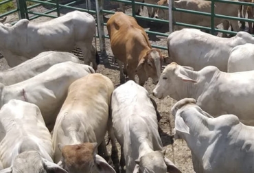 En tanto que las exportaciones de ganado en pie han bajado levemente en el segundo semestre de 2021, las de carne y despojos van disparadas y en solo ocho meses superaron lo hecho en 2020. Foto: larepublica.co exportaciones carne 2021, exportaciones carne agosto 2021, exportaciones carne, exportaciones carne Colombia 2021, Exportación carne 2021, exportación de bovinos Colombia, exportación carne bovina, carne vacuna, total exportaciones carne Colombia, ganado bovino, ganadería bovina, ganaderos, ganaderos colombia, ganado, vacas, vacas Colombia, bovinos, Ganadería, ganadería colombia, noticias ganaderas, noticias ganaderas colombia, CONtexto ganadero, contextoganadero