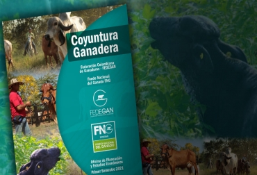 Si bien no se ha presentado una recuperación total en el sacrificio para el consumo interno de bovinos, el beneficio para la exportación sigue impulsando el resultado general. Foto: Fedegán FNG - FEP Colombia, economía ganadera, que ocurrirá en la economía ganadera, 2021, FEDEGAN – Fondo Nacional del Ganado (FNG), Coyuntura ganadera, Oscar Cubillos, sacrificio de bovinos, producción de leche cruda, exportaciones lácteas, efectos negativos de las importaciones, precios de la leche, mercado de la carne, Liquidación de hembras, Peso promedio al sacrificio, Tasa de extracción, vacas, vacas Colombia, lechería, bovinos, ganadería bovina, ganadería bovina Colombia, noticias ganaderas, noticias ganaderas colomb