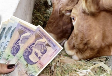 Estos nuevos valores se deben al ajuste de 7 % decretado por el Minagricultura tras el consenso alcanzado en el Consejo Nacional Lácteo. Foto: bmeditores.mx - conexioncapital.co Actualización pago leche octubre 2021, cartilla informativa pago leche Colombia, valor proteína leche Colombia 2021, valor grasa leche Colombia 2021, valor sólidos totales leche Colombia 2021, Pago leche bonificaciones, precio litro de leche colombia, Producción de leche en Colombia, Precio leche octubre 2021, aumento precio leche octubre 2021, Resolución 290 de 2021, bonificaciones pago leche en Colombia, ganado bovino, ganadería bovina, carne, leche, ganaderos, ganaderos colombia, ganado, vacas, vacas Col